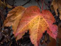 Farbiges Blatt am Wilden Wein